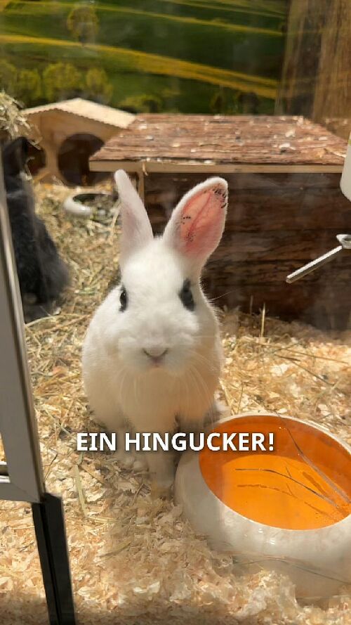 🦴🐾 Willkommen bei Fressnapf XXL im LUV SHOPPING!Norbert nimmt euch mit durch den neuen Store – von der Meat Corner mit...